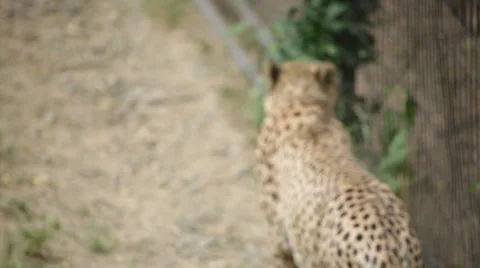 Cheetah pacing back and forth Stock Footage 65092221