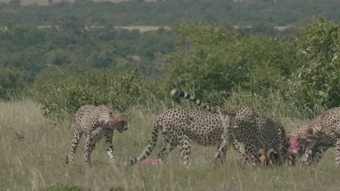 Cheetah pack drags and feasts on their kill. Stock Footage 156469953