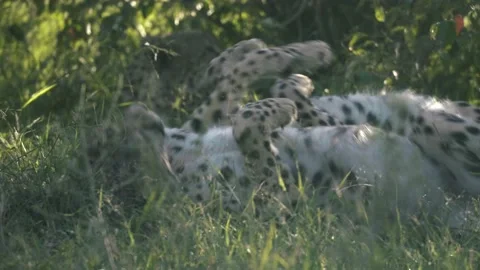 Cheetah pack roll around in the grass and play, in the shade. Stock Footage 156468479