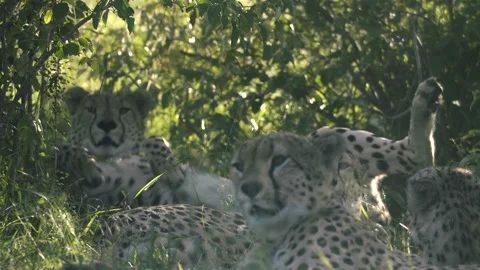Cheetah pack roll around in the grass and play, in the shade. Stock Footage 156468513