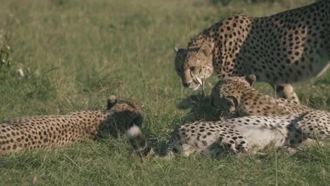 Cheetah pack roll around in the grass and play. Stock Footage 156468555