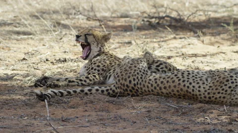 Cheetah - pair lying in shade, one yawns. Africa big cat 4K uhd ultrahd safari Stock Footage 54790109