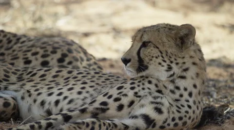 Cheetah - pair lying in shade, one sleeping then lifts and shakes head. Africa Stock Footage 54792385