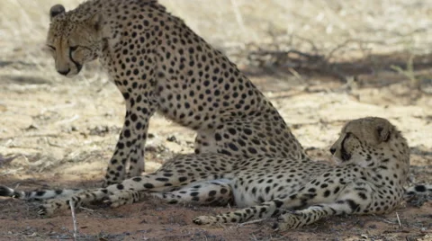 Cheetah - pair lying in shade, one gets up. Africa desert predator cat 4K uhd Stock Footage 54794385