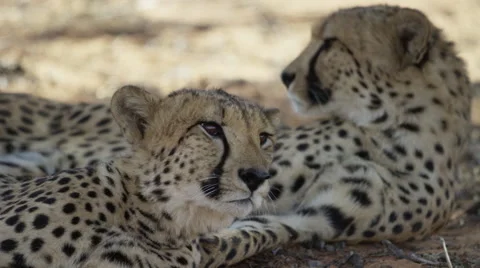 Cheetah - pair lying in shade, one turns licking lips. Africa predator 4K uhd Stock Footage 54796099