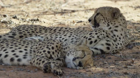 Cheetah - pair lying in shade, one sleeping one keeping watch. African 4K uhd Stock Footage 54798089