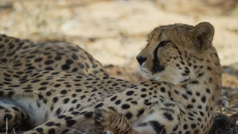 Cheetah - pair lying in shade, one sleeping then lifts and shakes head. Africa Stock Footage 111343702