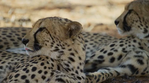 Cheetah - pair lying in shade, one turns licking lips. Africa predator 4K uhd Stock Footage 111343727