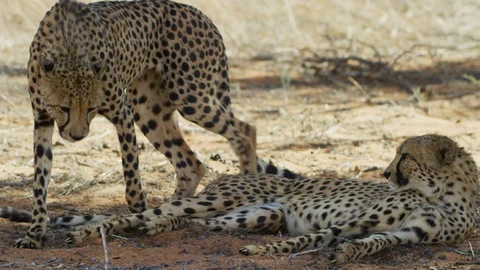 Cheetah - pair lying in shade, one gets up. Africa desert predator cat 4K uhd Stock Footage 111343739
