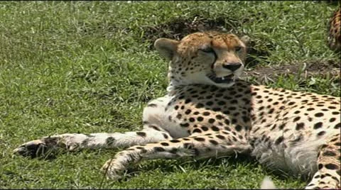 Cheetah panting Video stock 12378821
