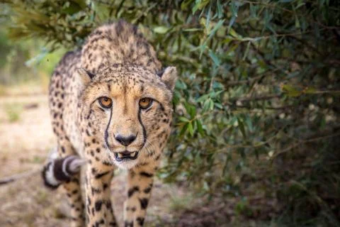 Cheetah peering at camera in South Africa Stock Photos