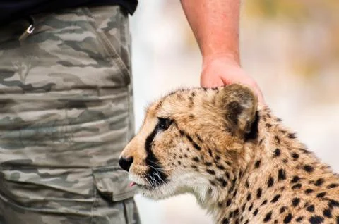 Cheetah as pet Stock Photos