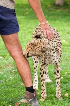 Cheetah as Pet Stock Photos