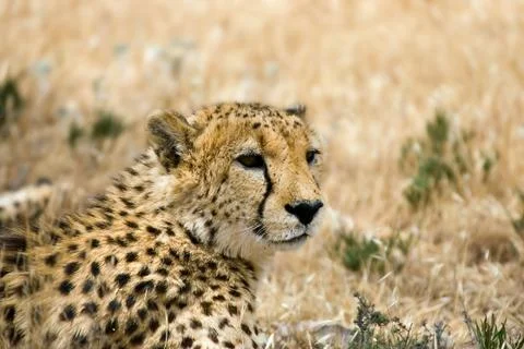 Cheetah Stock Photos