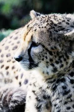 Cheetah Stock Photos