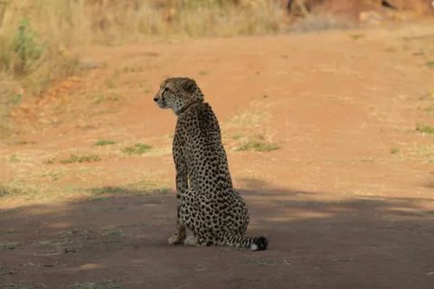 Cheetah 스톡 사진