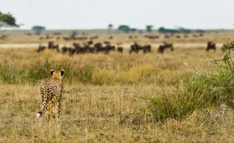 Cheetah Stock Photos