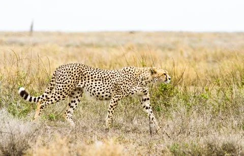 Cheetah Stock Photos