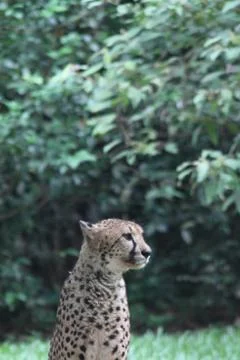 Cheetah Stock Photos
