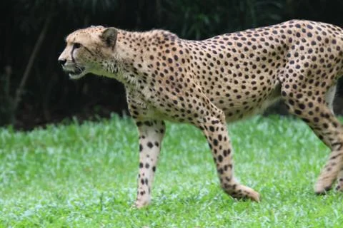 Cheetah Stock Photos