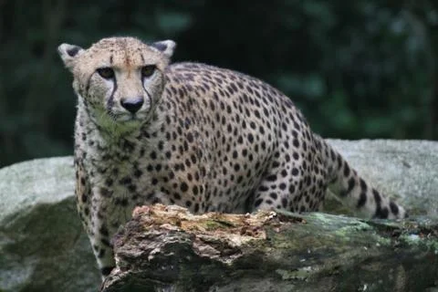 Cheetah Stock Photos