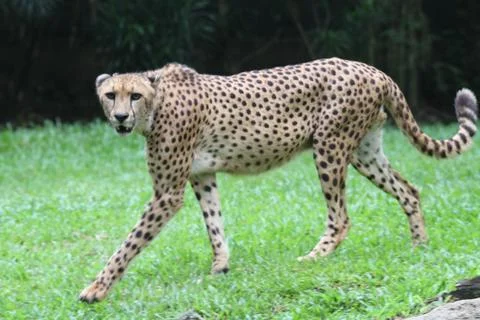 Cheetah Stock Photos