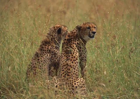 Cheetah Stock Photos