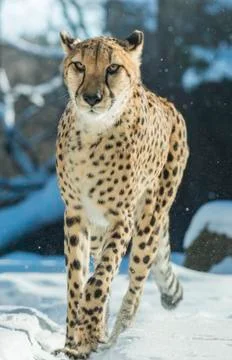 Cheetah Stock Photos