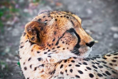 Cheetah Stock Photos