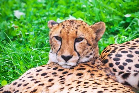 Cheetah Stock Photos
