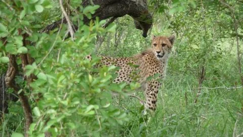 Cheetah Stock Photos