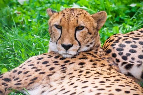 Cheetah Stock Photos
