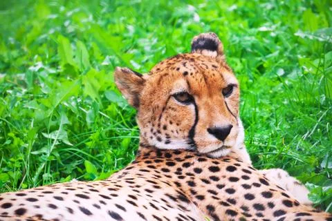 Cheetah Stock Photos