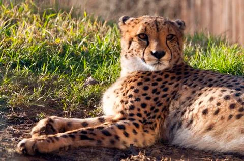Cheetah Stock Photos