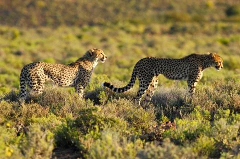 Cheetah Stock Photos