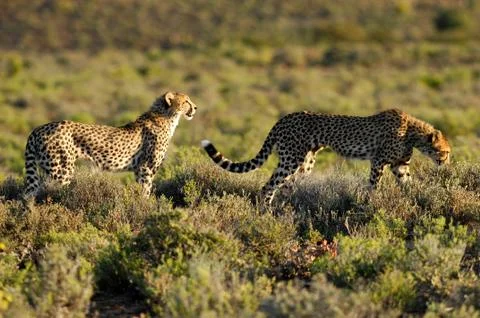 Cheetah Stock Photos