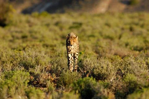 Cheetah Stock Photos