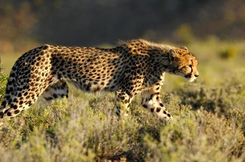 Cheetah Stock Photos