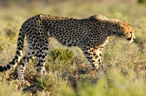 Cheetah Stock Photos