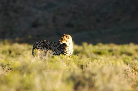 Cheetah Stock Photos