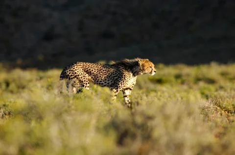 Cheetah Stock Photos