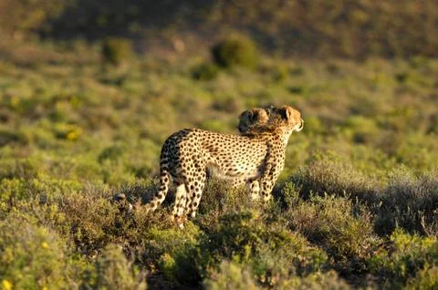 Cheetah Stock Photos