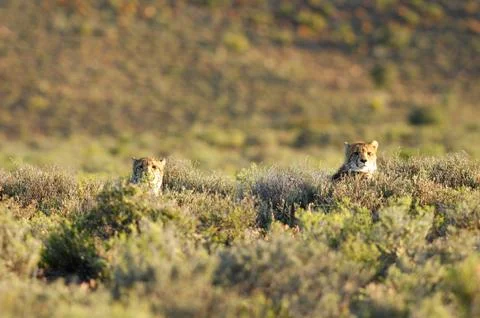 Cheetah Stock Photos