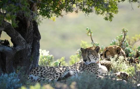 Cheetah Stock Photos