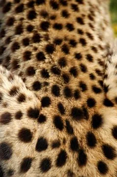 Cheetah Stock Photos