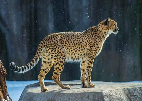 Cheetah Stock Photos