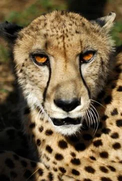 Cheetah Stock Photos