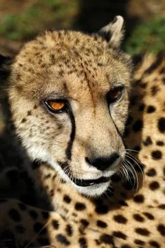 Cheetah Stock Photos