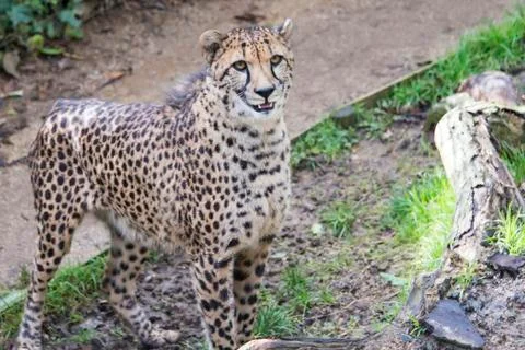 Cheetah Stock Photos