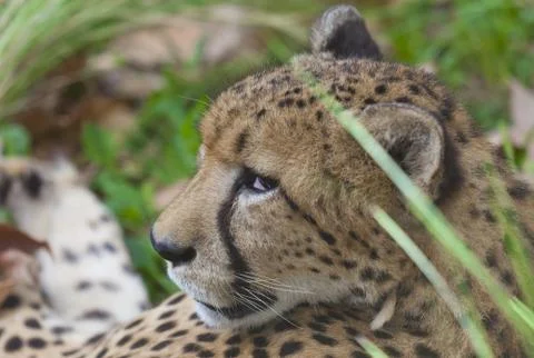 Cheetah Stock Photos